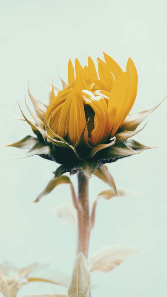 A sunflower is blooming 