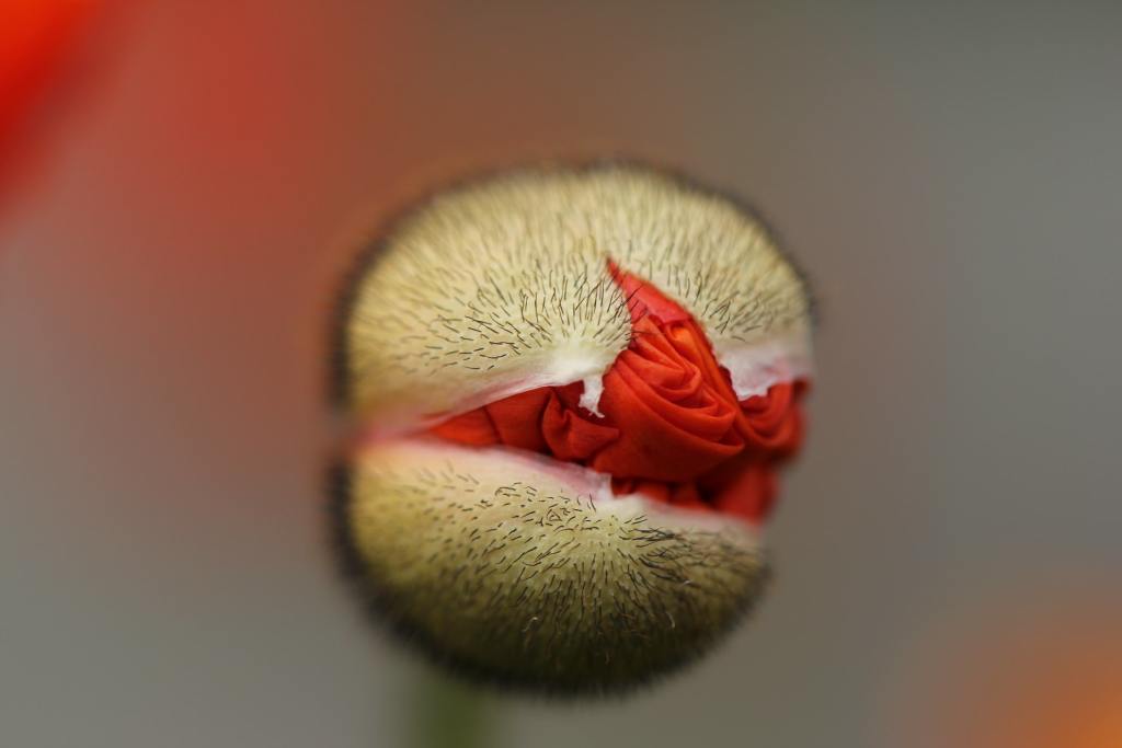 a flower bud is opening with red leaves poking through the bud. 