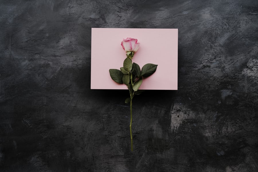 A single pink rose on a pink note pad